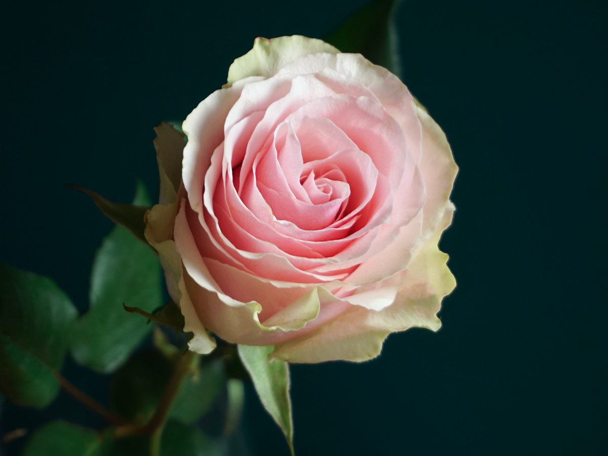 Rozes | Rosa | + varianti |