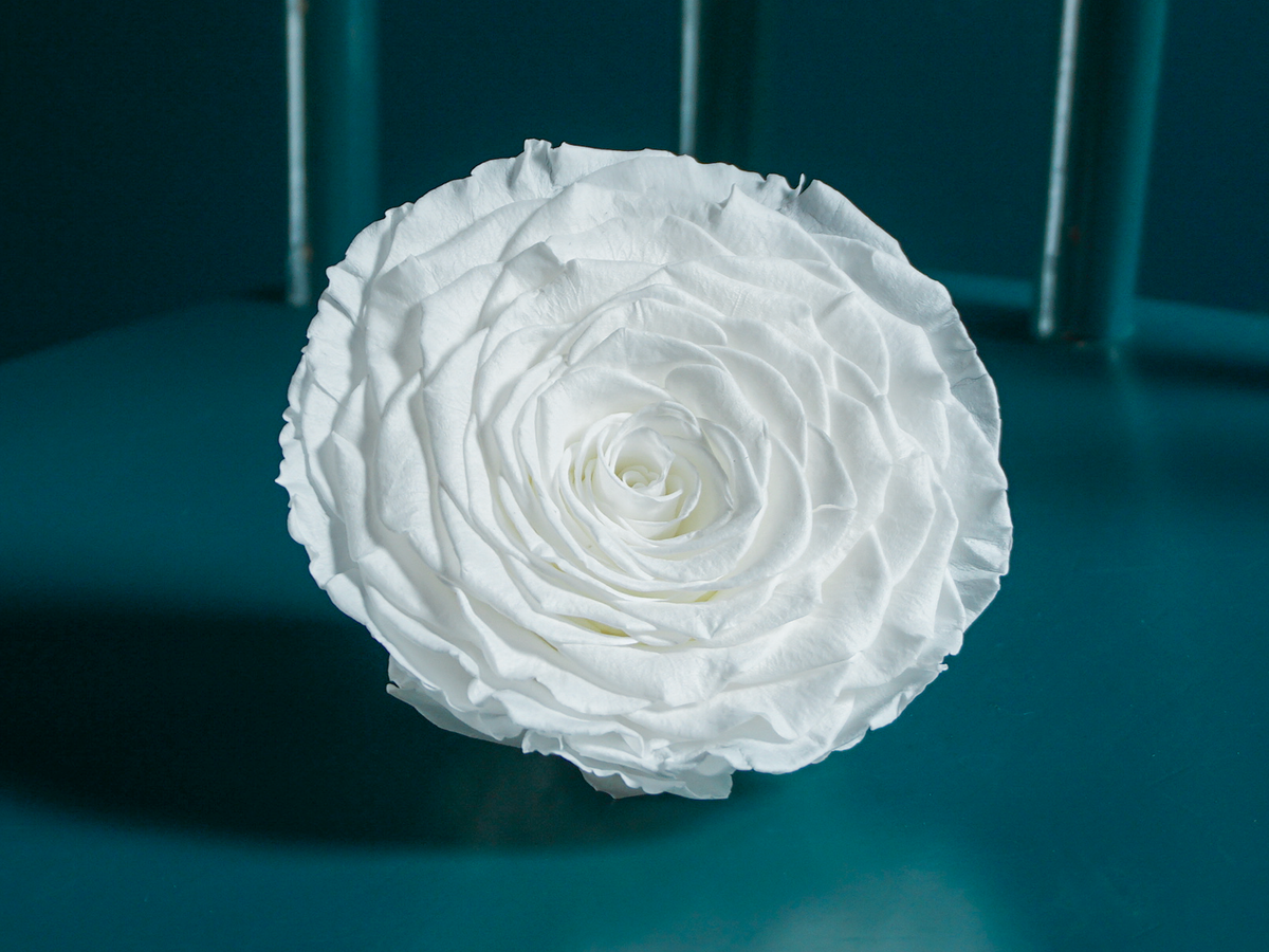 A rose in a box | 03 | last forever |