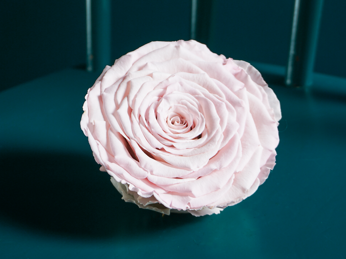 A rose in a box | 03 | last forever |