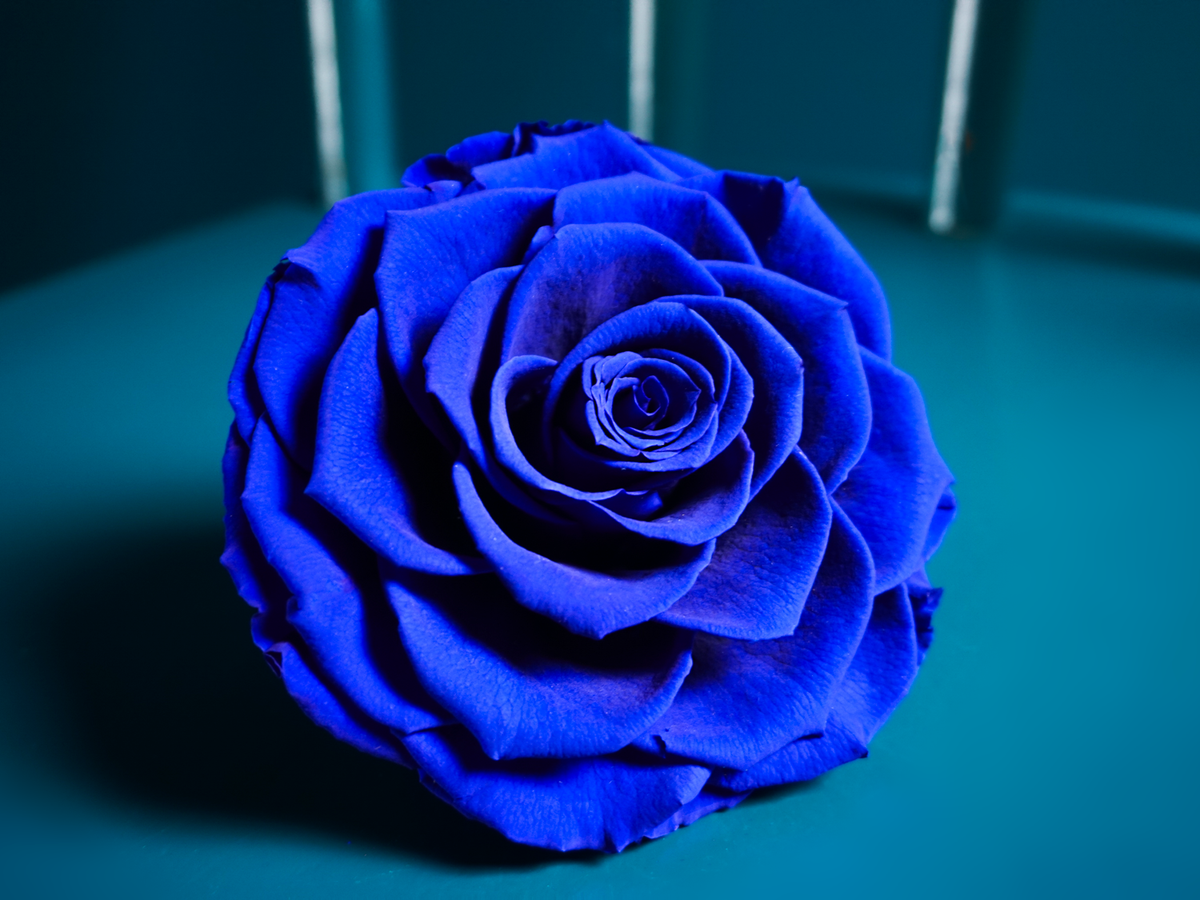 A rose in a box | 03 | last forever |