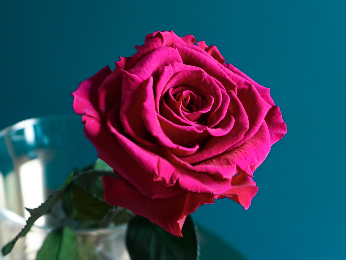 Rose | 01 | last forever |