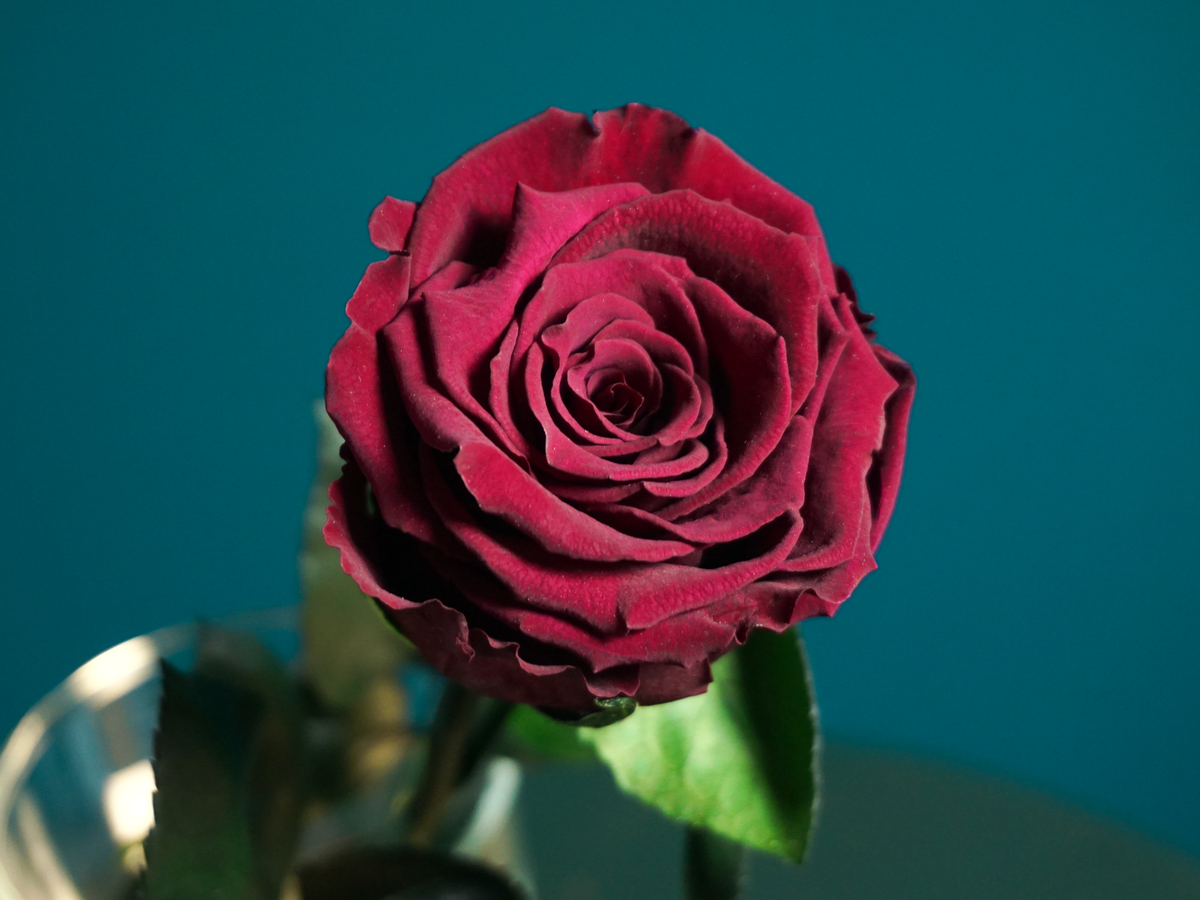 Rose | 01 | last forever |