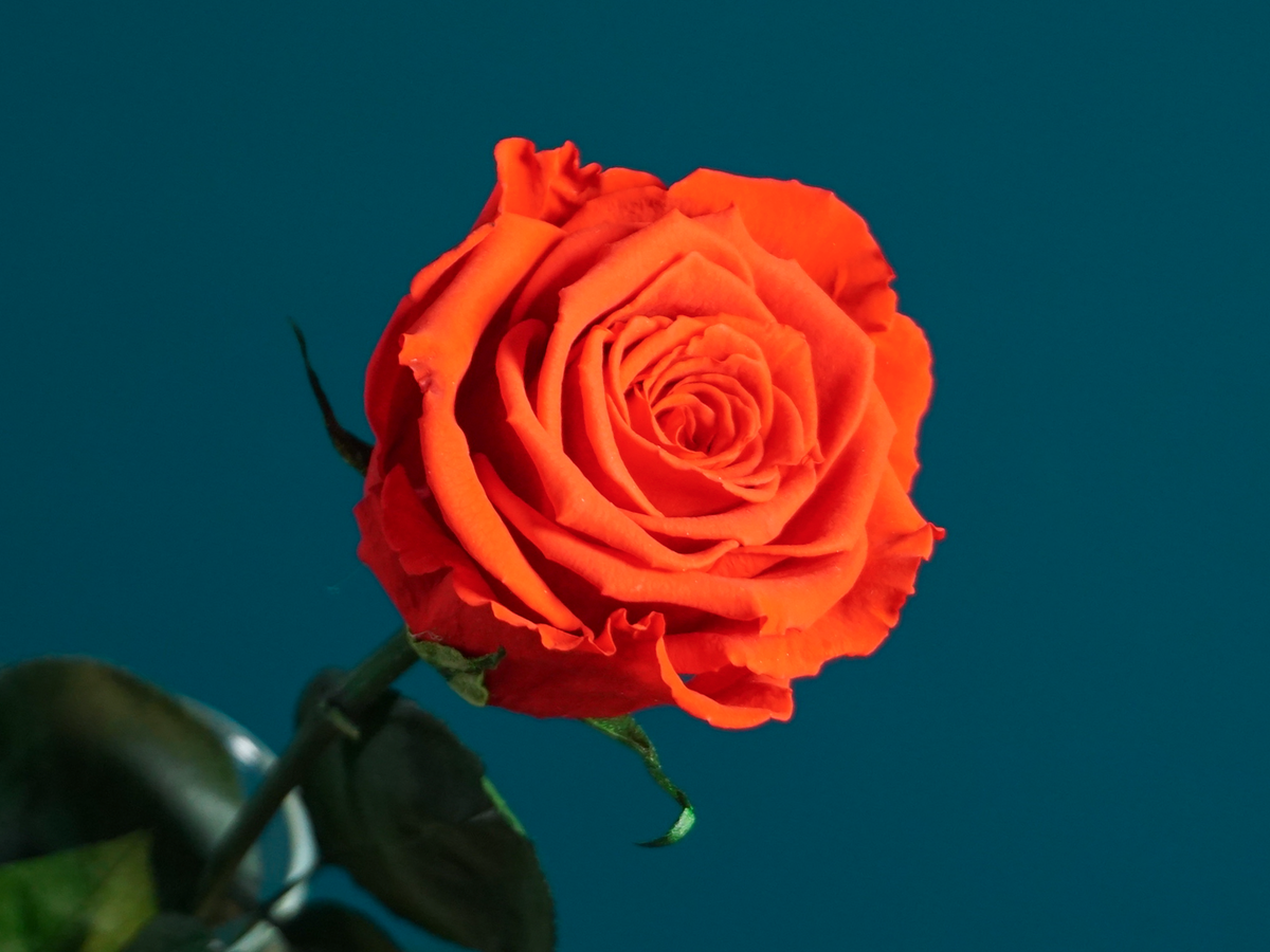 Rose | 01 | last forever |