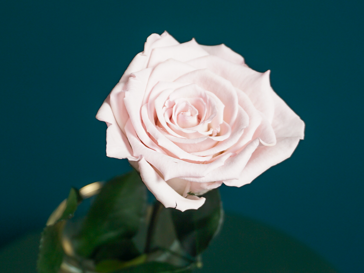 Rose | 01 | last forever |