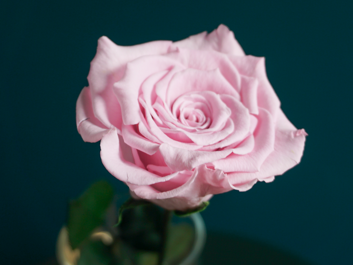 Rose | 01 | last forever |