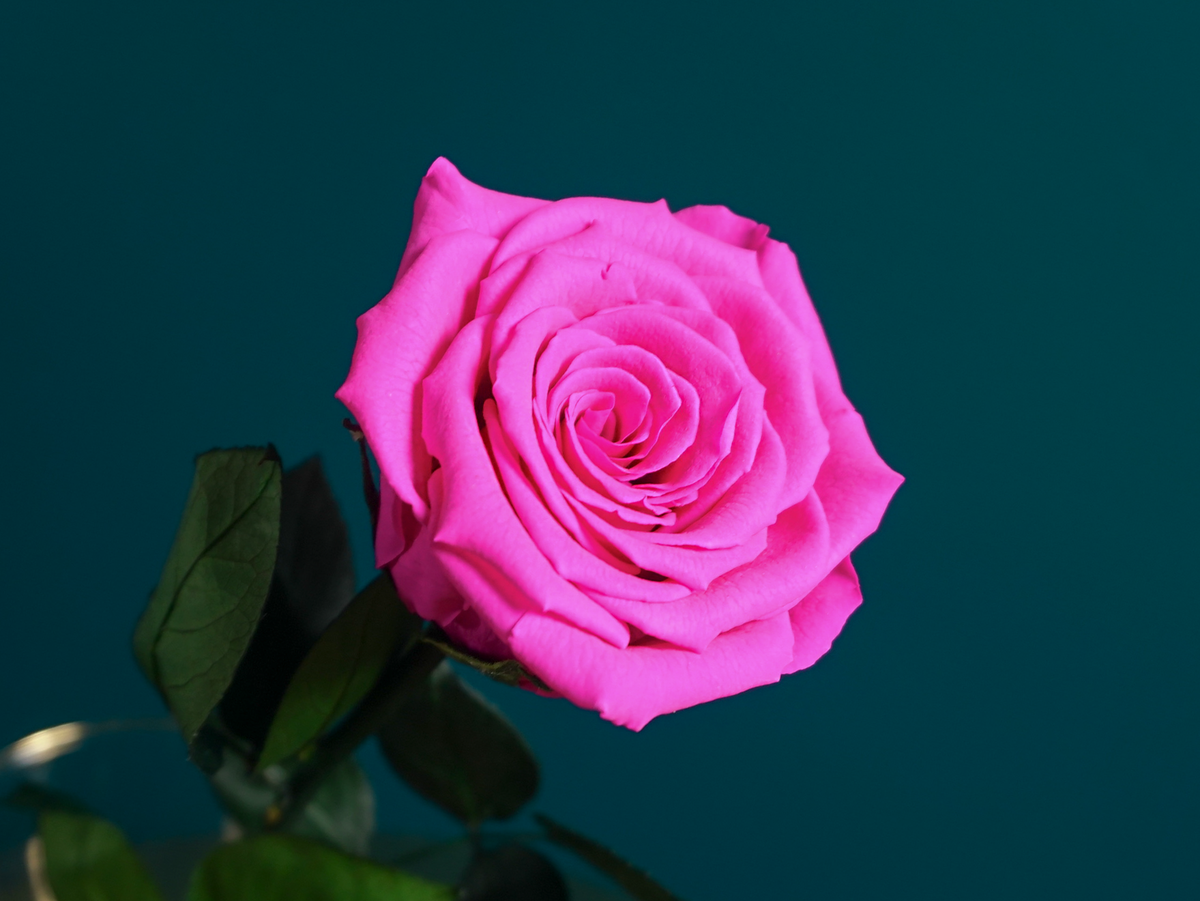 Rose | 01 | last forever |