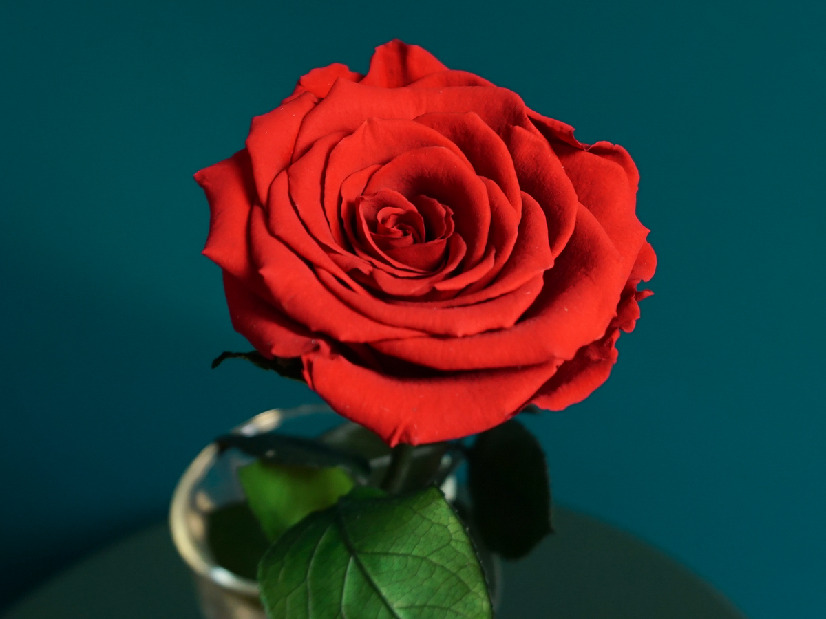 Rose | 01 | last forever |