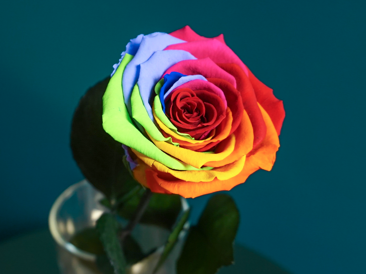 Rose | 01 | last forever |