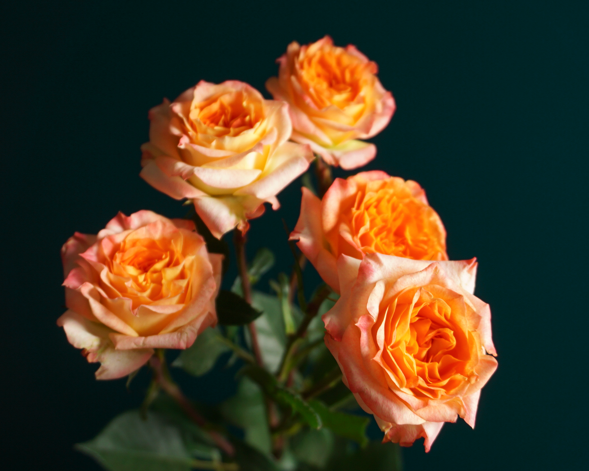 Krūmrozes | Rosa rugosa | + varianti |