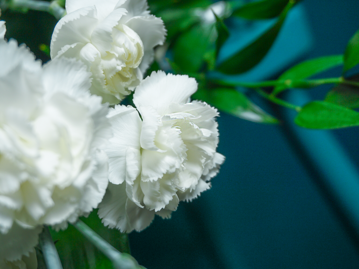 Mourning Bouquet | 08 |