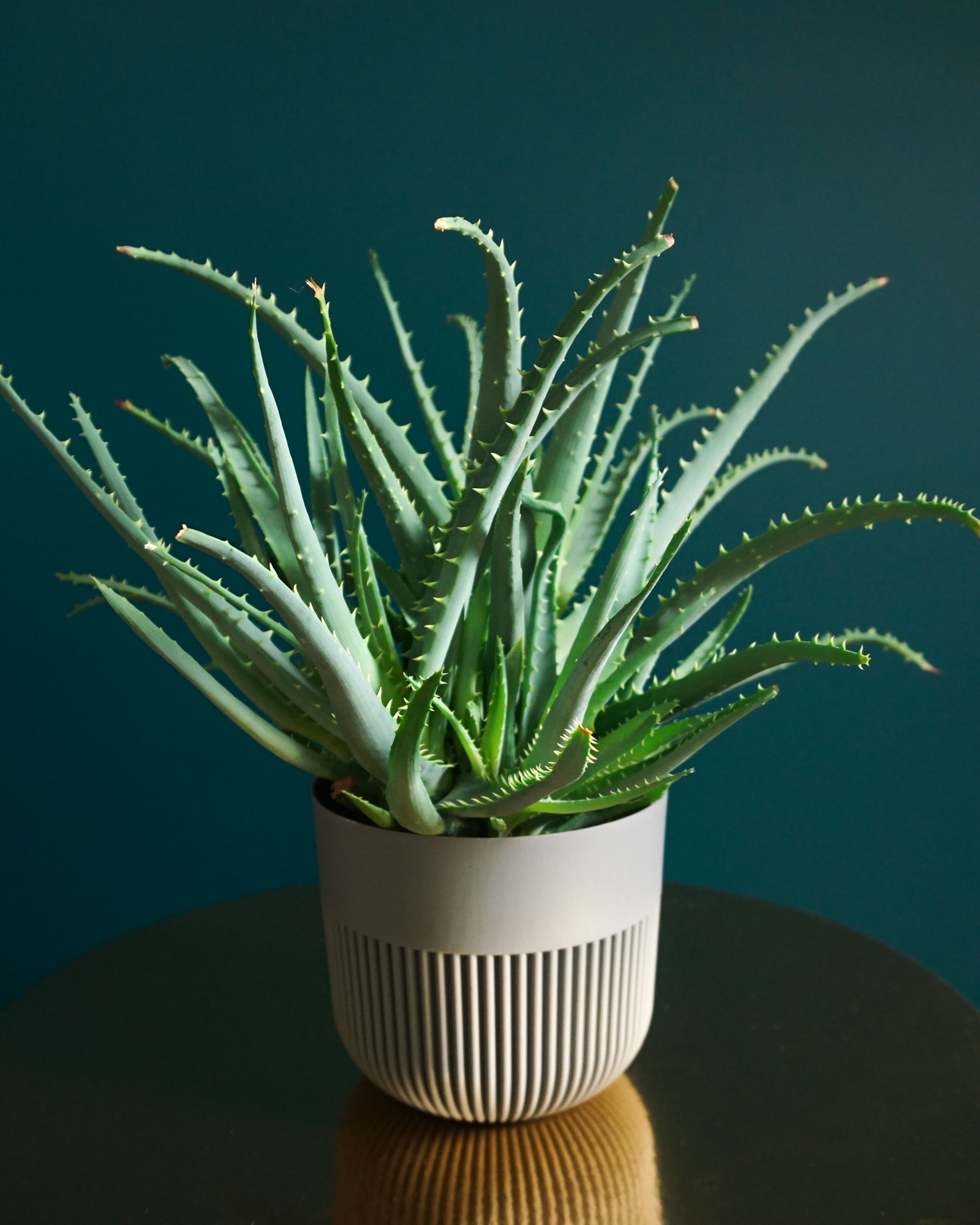 Kokveida alveja | Aloe arborescens |