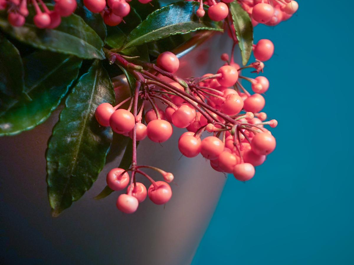 Ardīsija | Ardisia crenata |