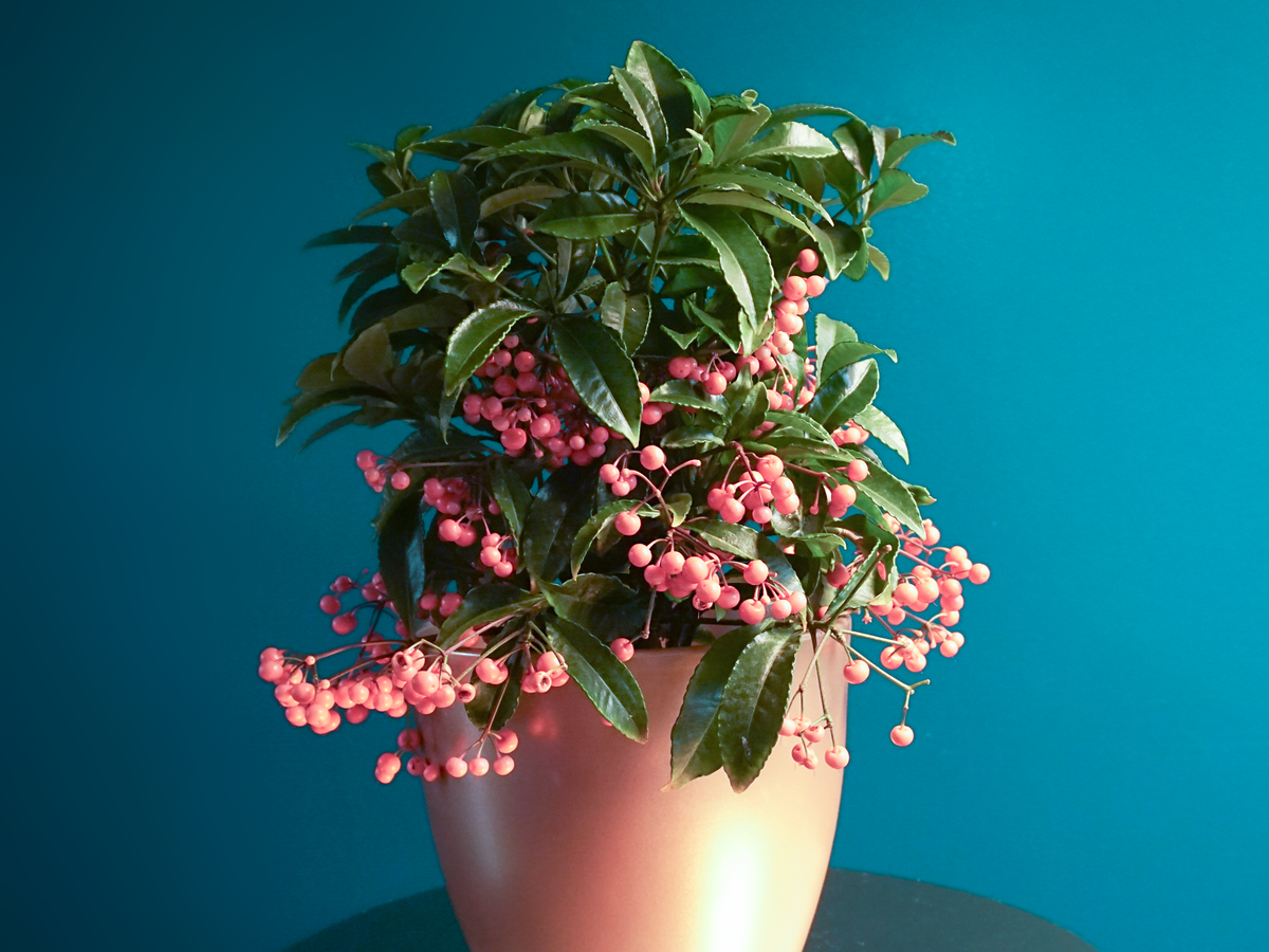 Ardīsija | Ardisia crenata |