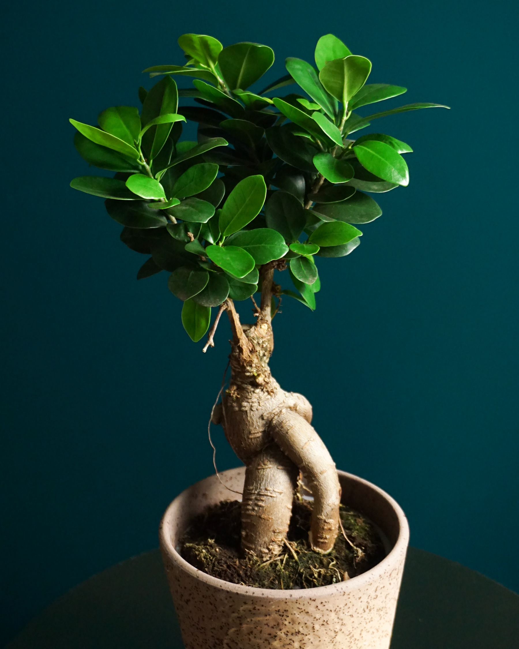 Bonzai | Ficus ginseng |
