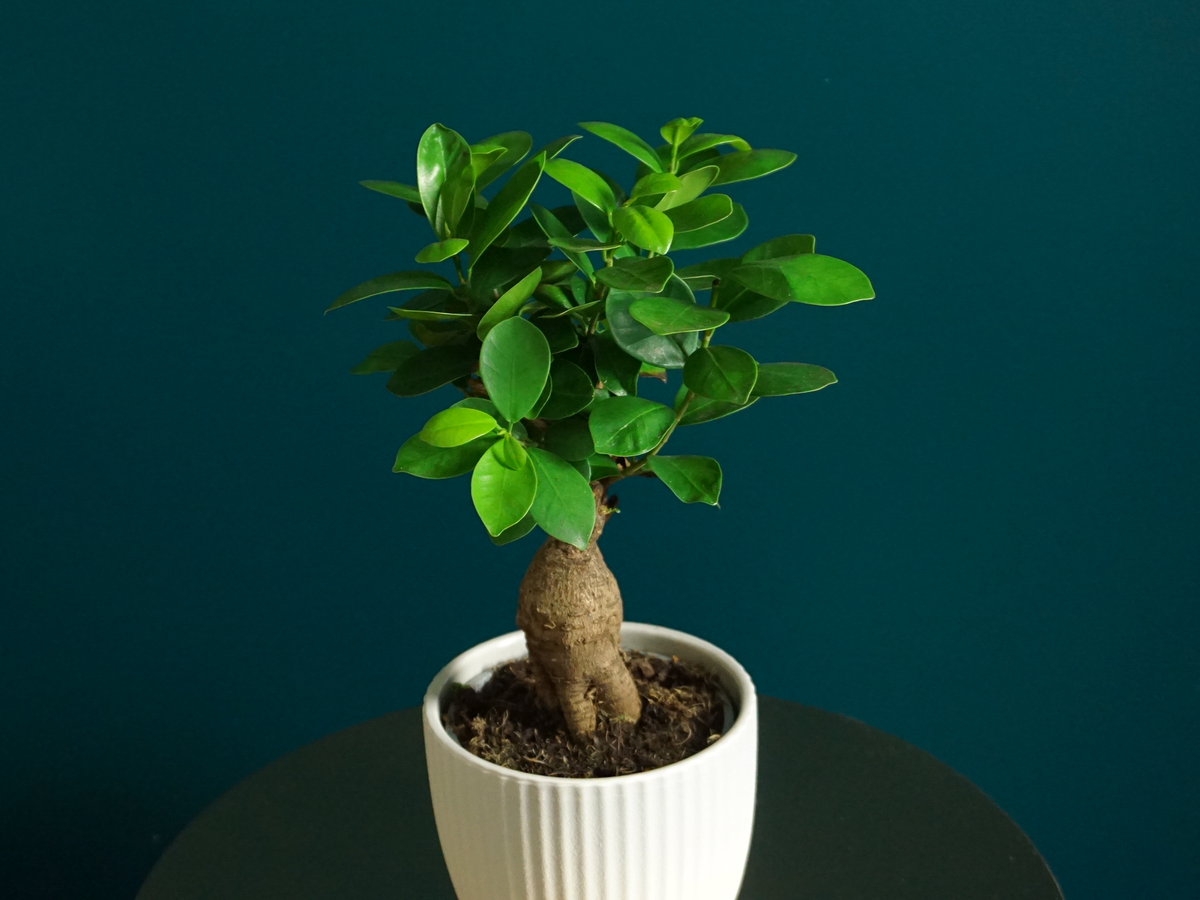 Bonzai | Ficus ginseng |