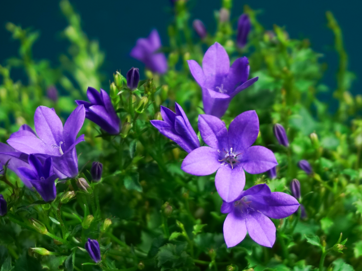 Bellflowers | Campanula |