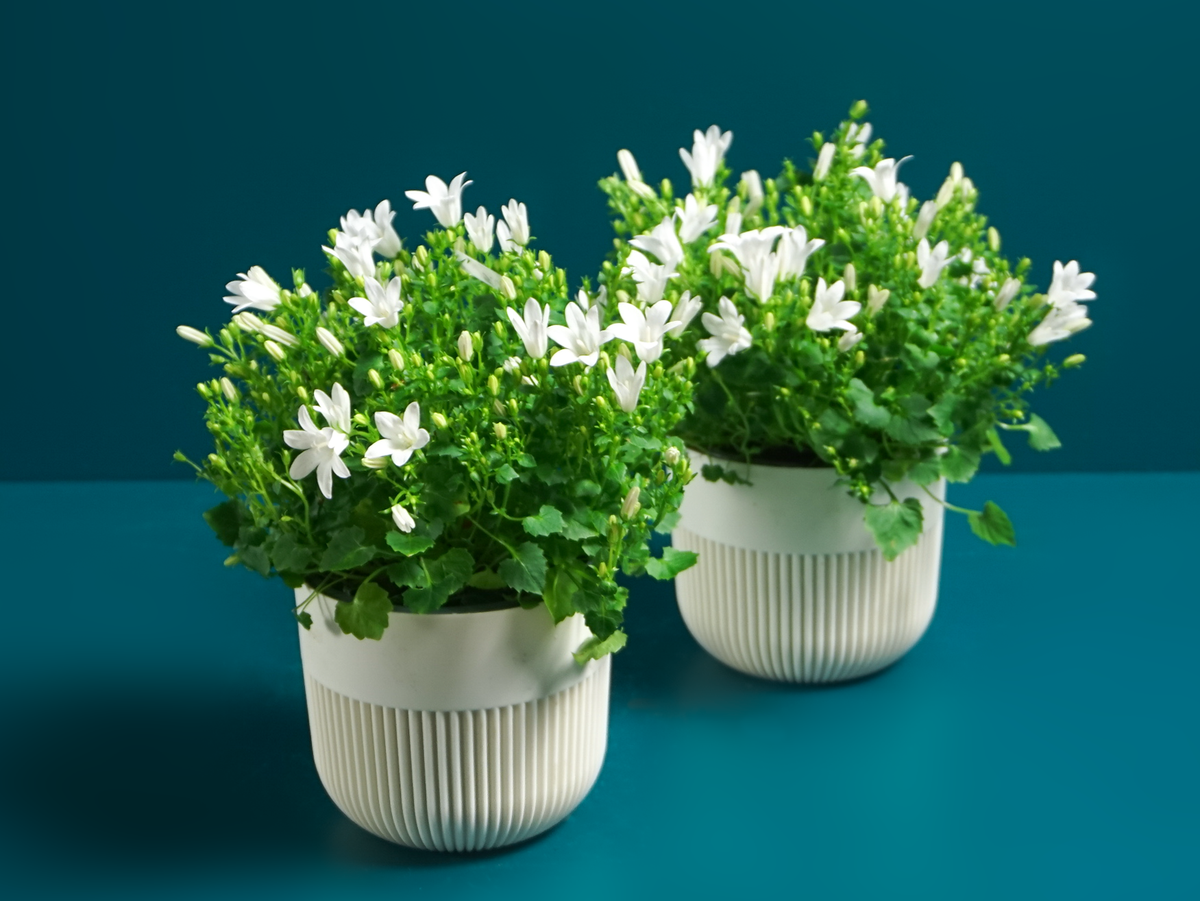 Bellflowers | Campanula |