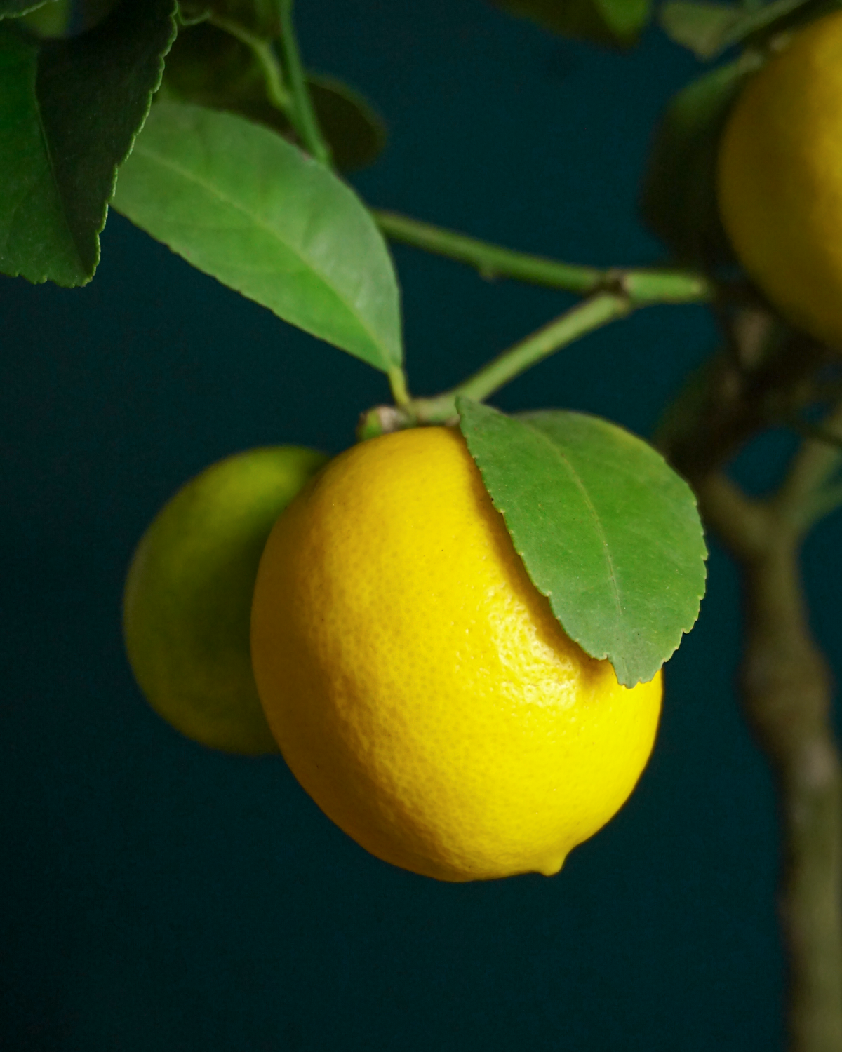 Citronkoks | Citrus limon |