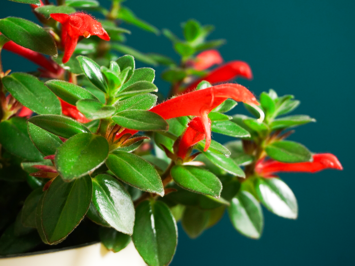 Kolumneja | Columnea Krakatau |