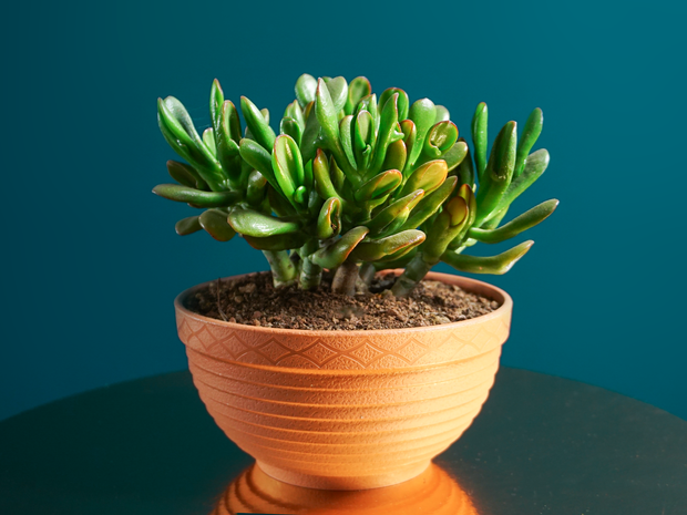 Krasula | Crassula ovata - Golum |