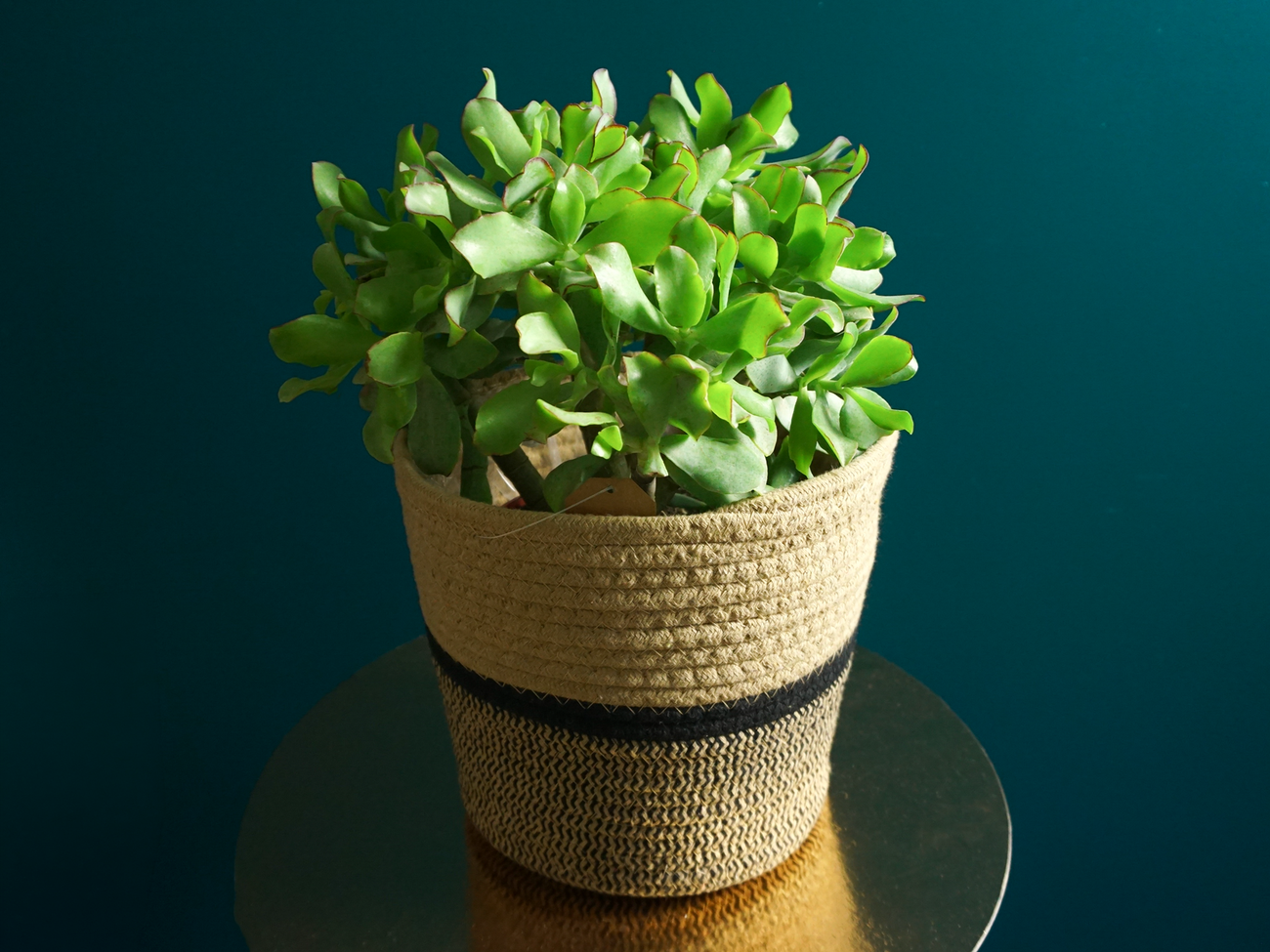Naudas koks | Crassula ovata |