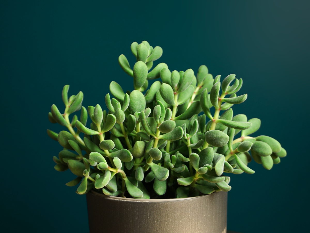 Krasula | Crassula |