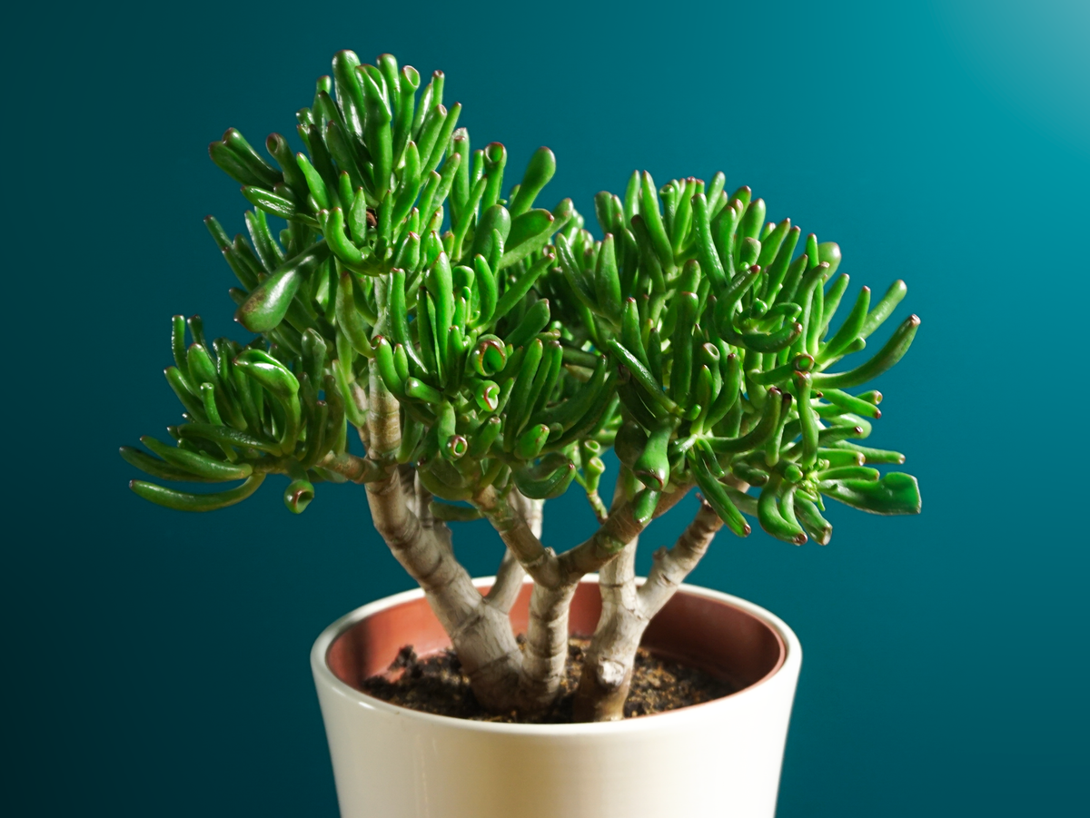 Krasula | Crassula ovata - Gollum |