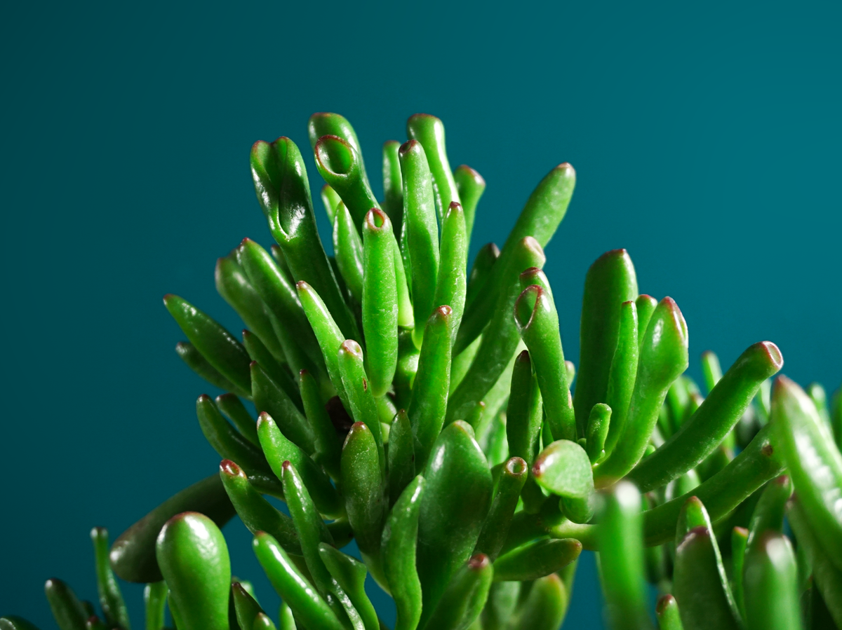 Krasula | Crassula ovata - Gollum |