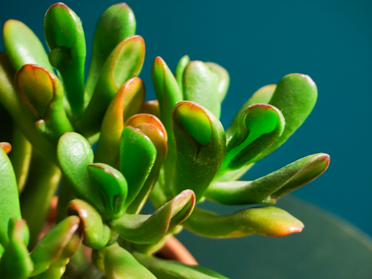 Krasula | Crassula ovata - Golum |