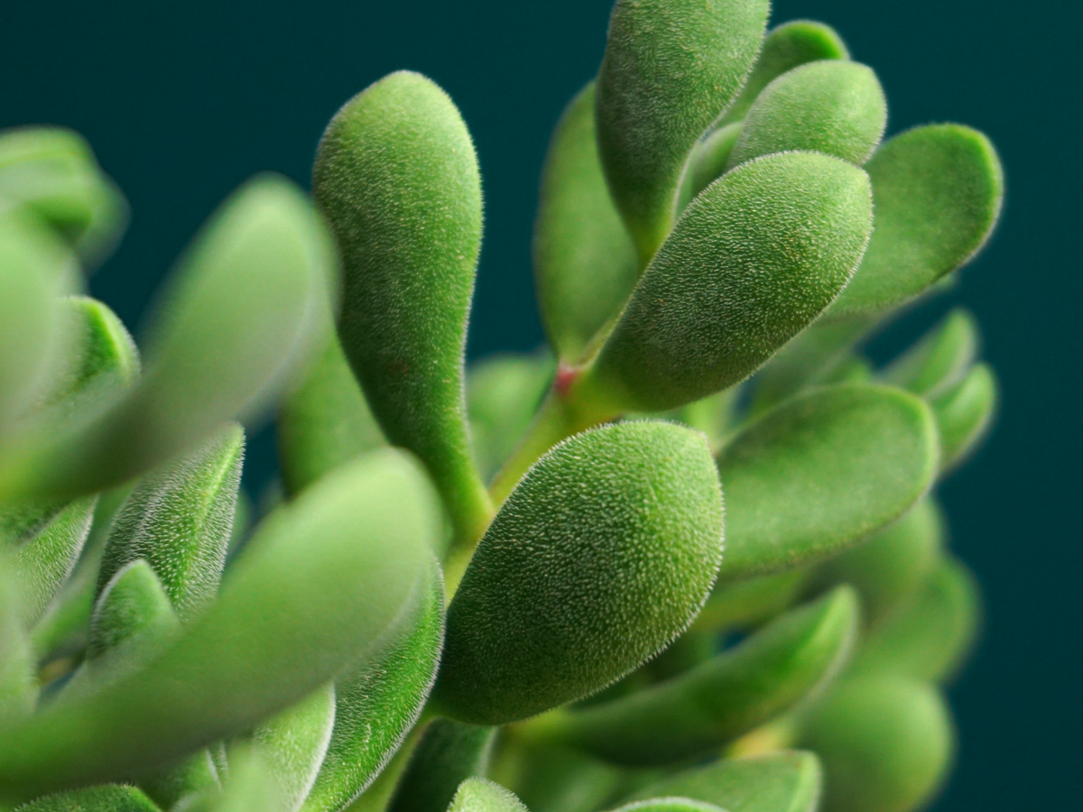 Krasula | Crassula |