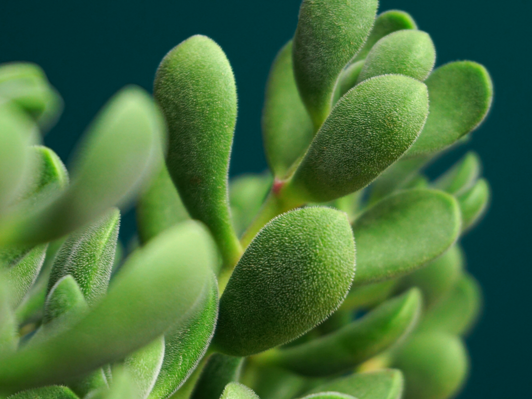 Krasula | Crassula |