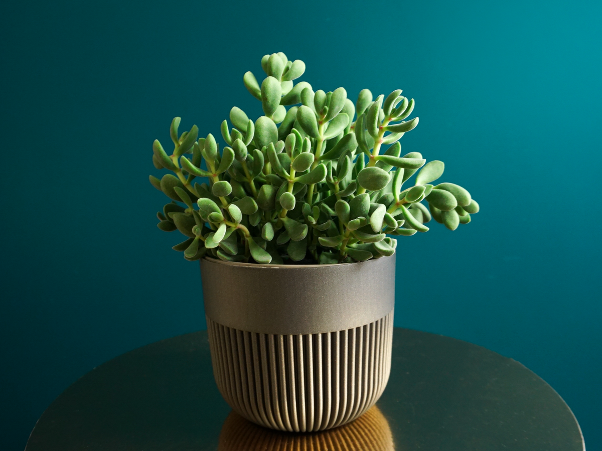 Krasula | Crassula |