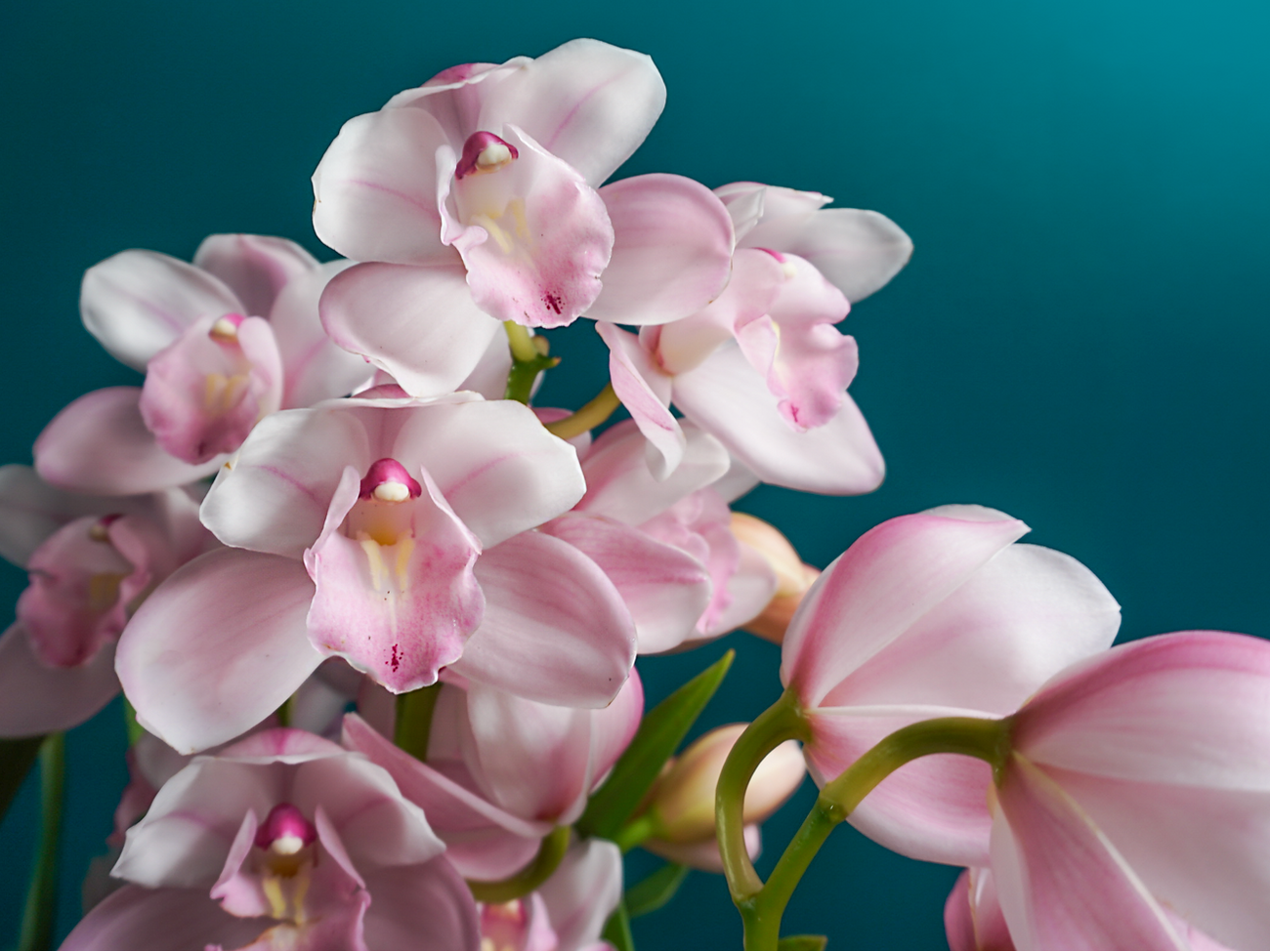 Orhideja | Cymbidium | L |