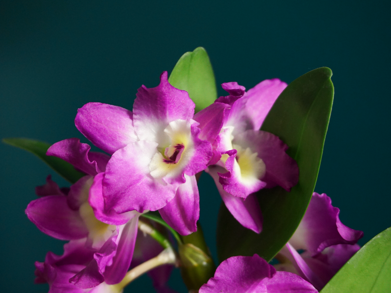 Orhideja | Dendrobium nobile |