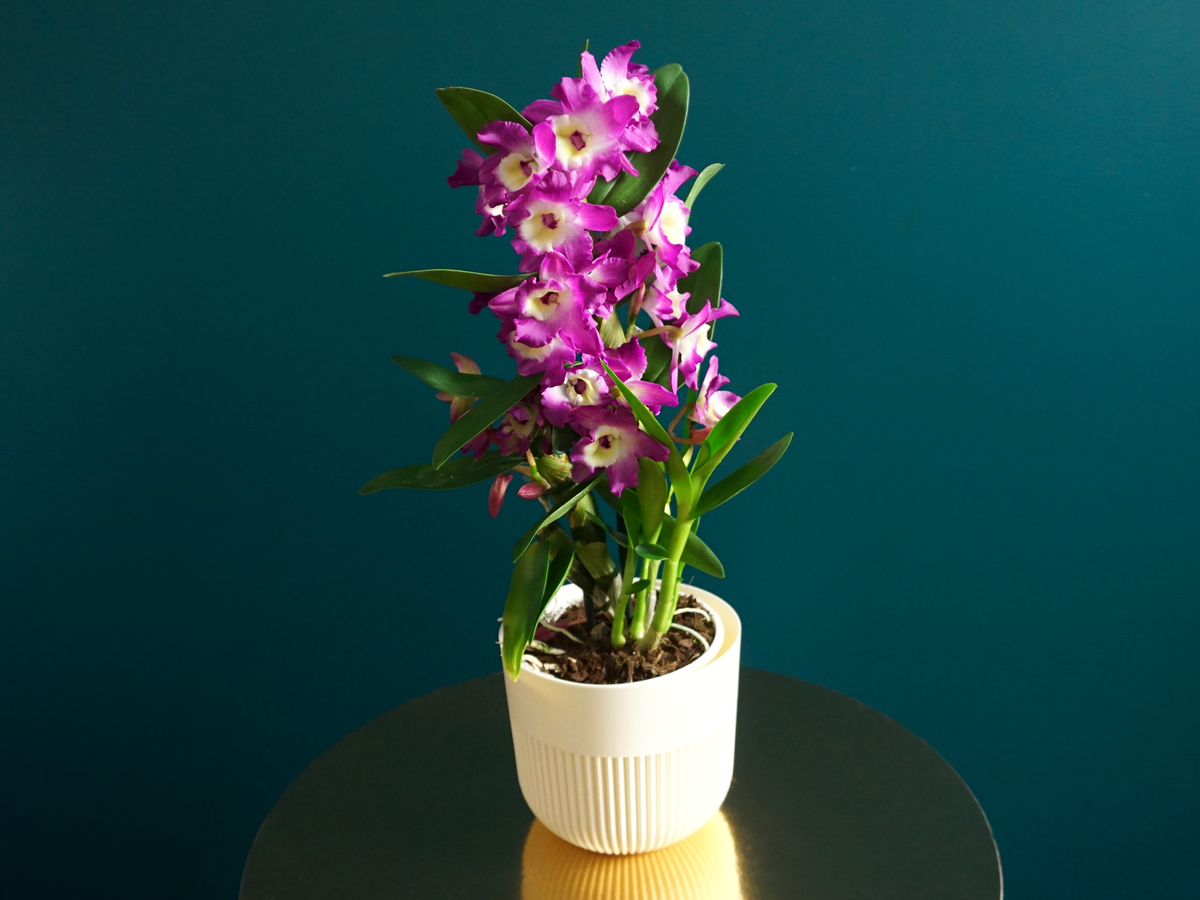 Orhideja | Dendrobium nobile |