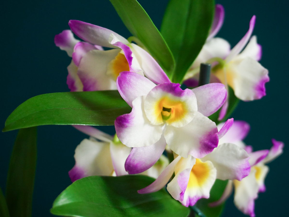 Orhideja | Dendrobium nobile |