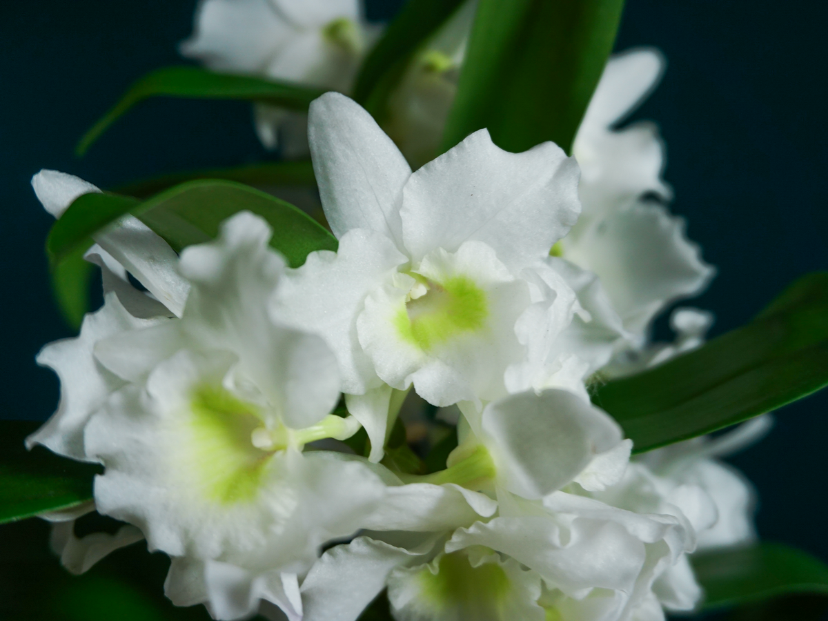 Orhideja | Dendrobium nobile |