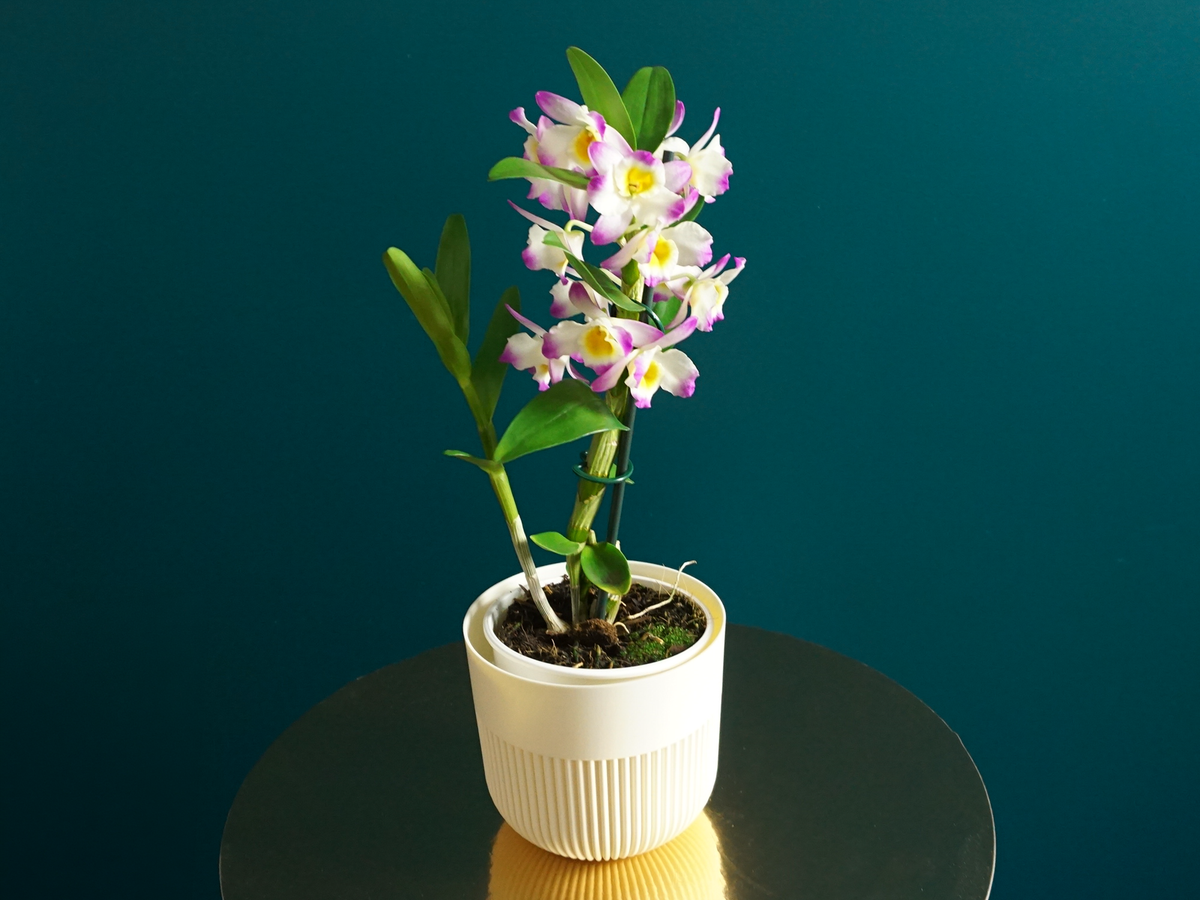 Orhideja | Dendrobium nobile |