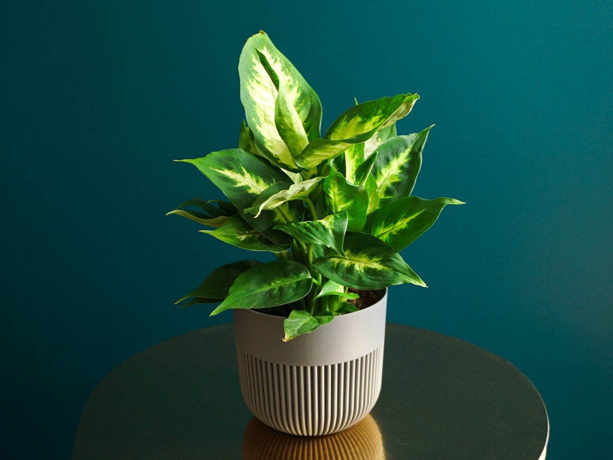 Dīfenbahija | Dieffenbachia |