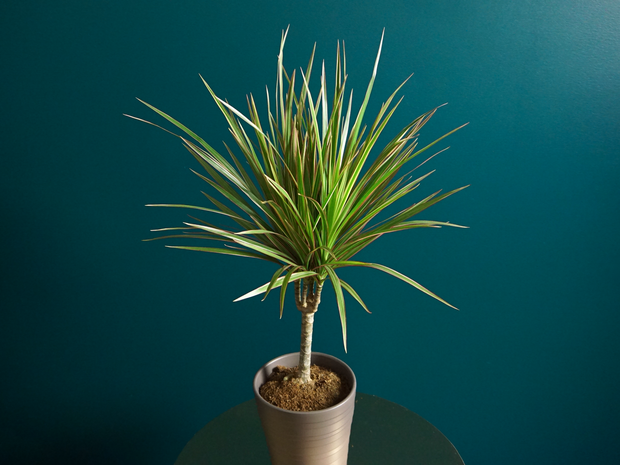 Dracēna | Dracaena magenta |