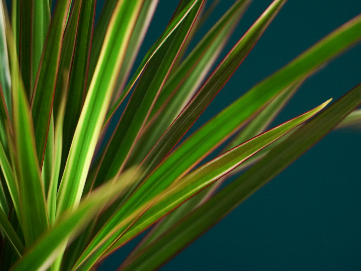 Dracēna | Dracaena magenta |