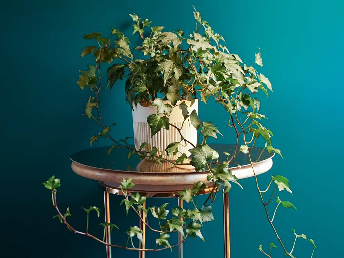 Ivy | Hedera |