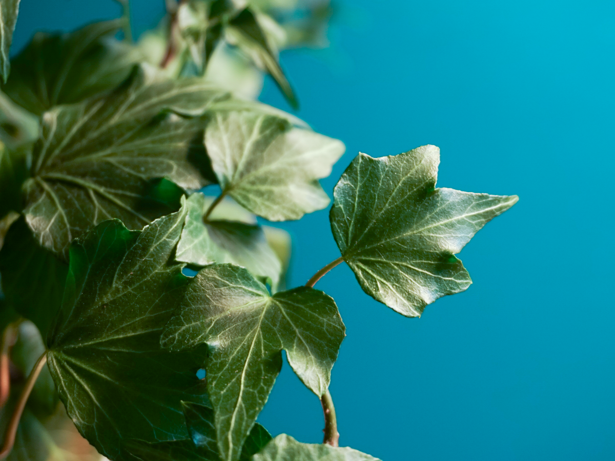 Ivy | Hedera |