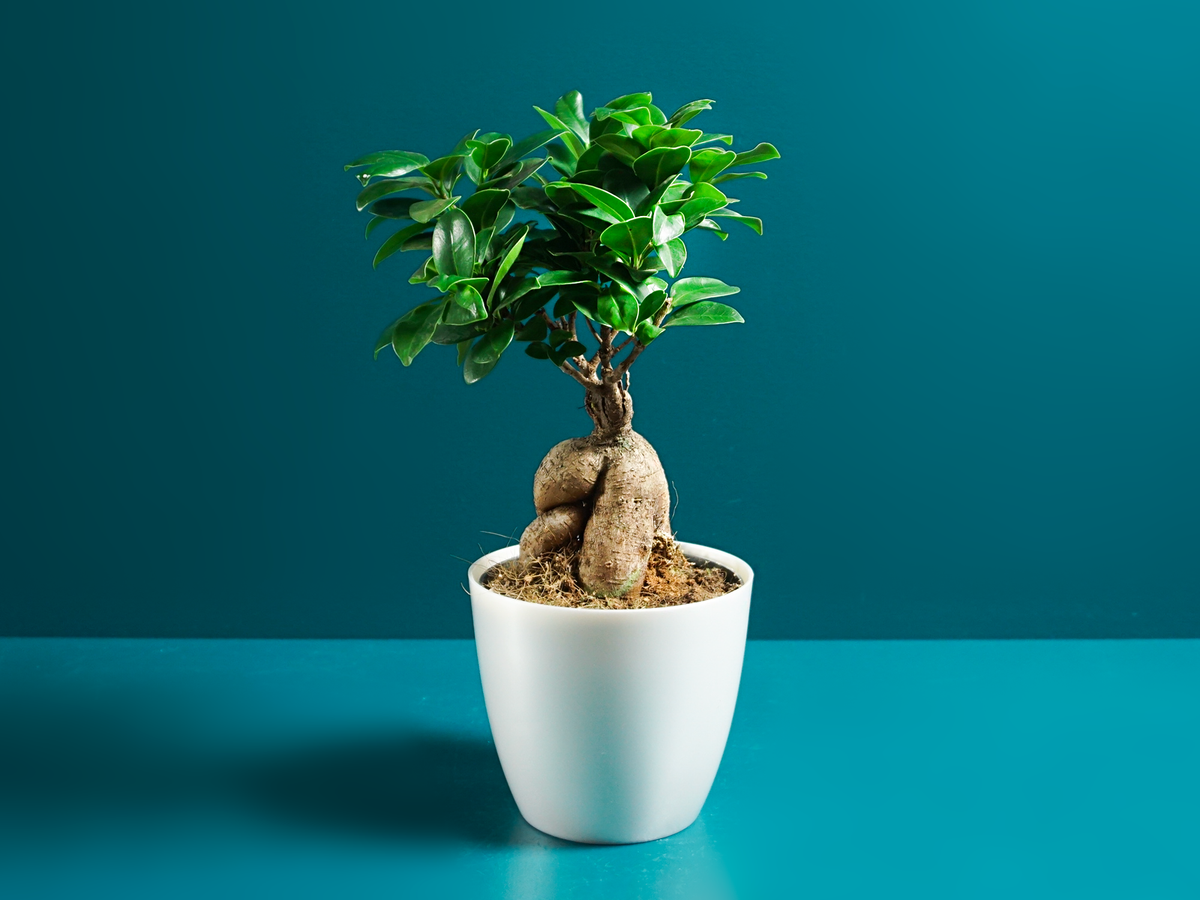 Bonzai | Ficus ginseng