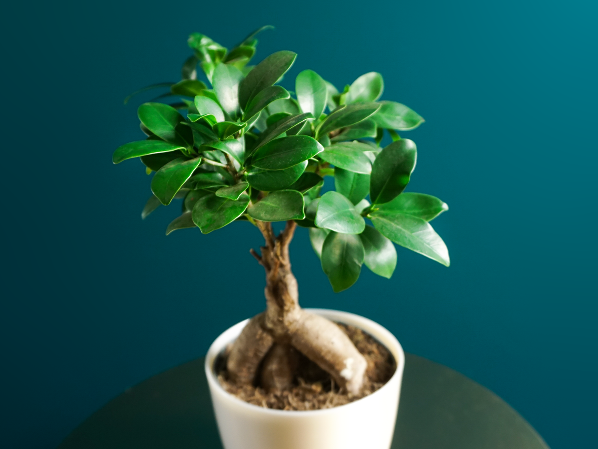 Bonzai | Ficus ginseng