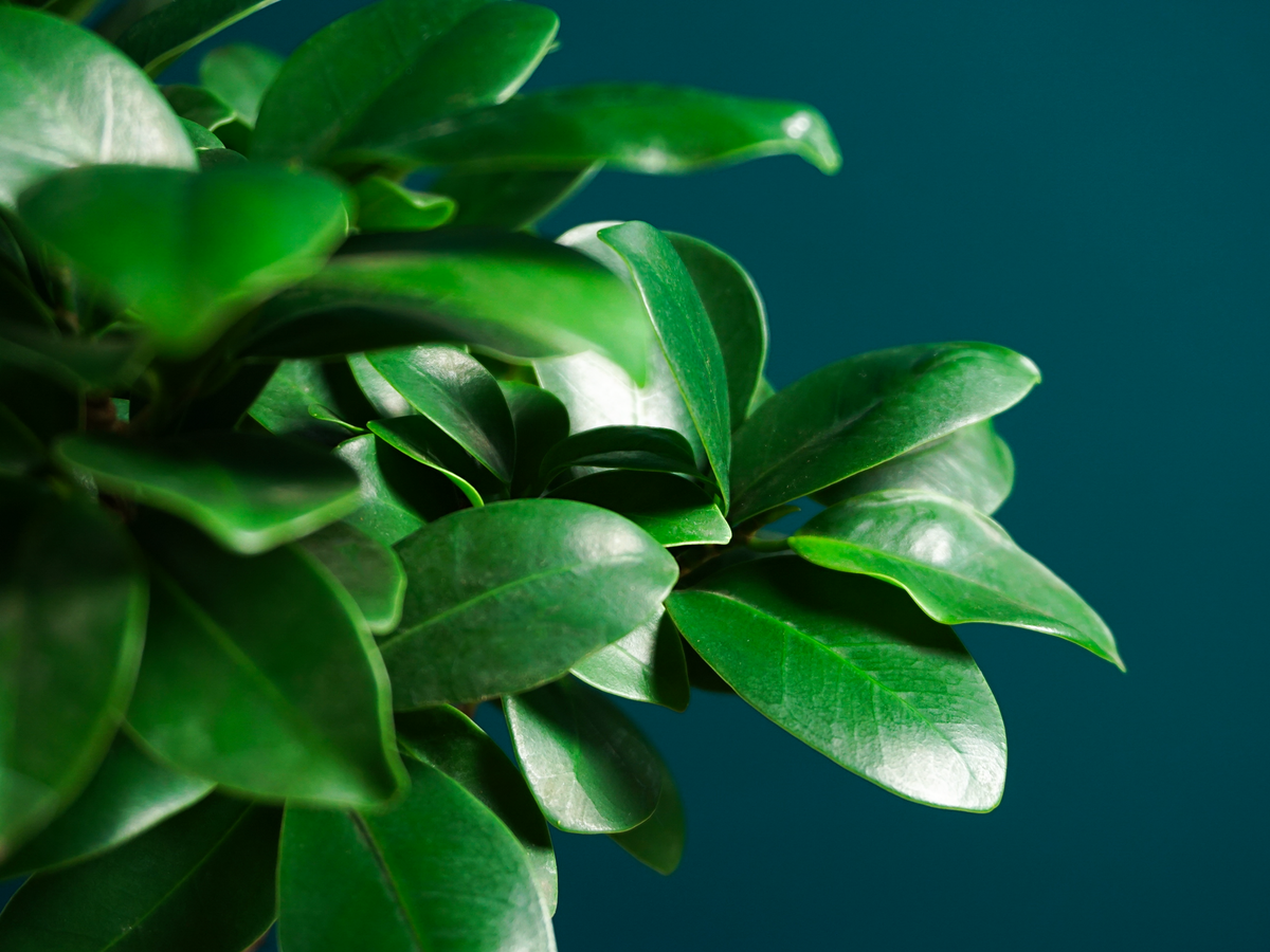 Bonzai | Ficus ginseng