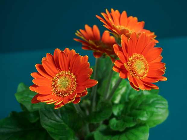Gerbera | Gerbera |