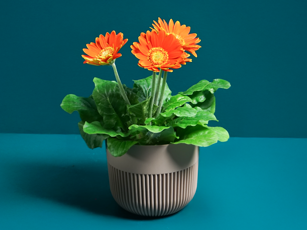 Gerbera | Gerbera |