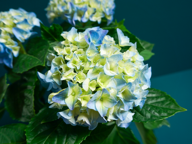 Hortenzija | Hydrangea |