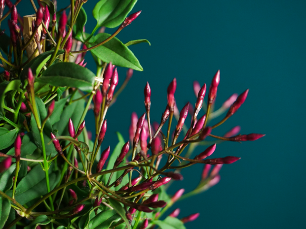 Jasmīns "Passion Pink" | Jasminum Polyanthum |